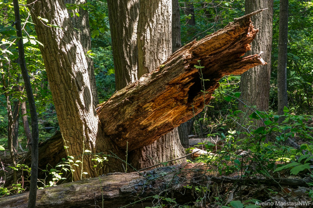 This fallen log was found behind NWF's headquarters building in Virginia. Photo by Avelino Maestas.