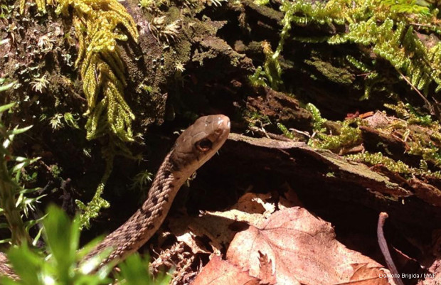 Danielle Brigida found this snake next to a log while hiking in West Virginia.
