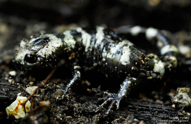 This marbled salamander was found by photographer Nicholas Kiriazis after flipping a log in Illinois.