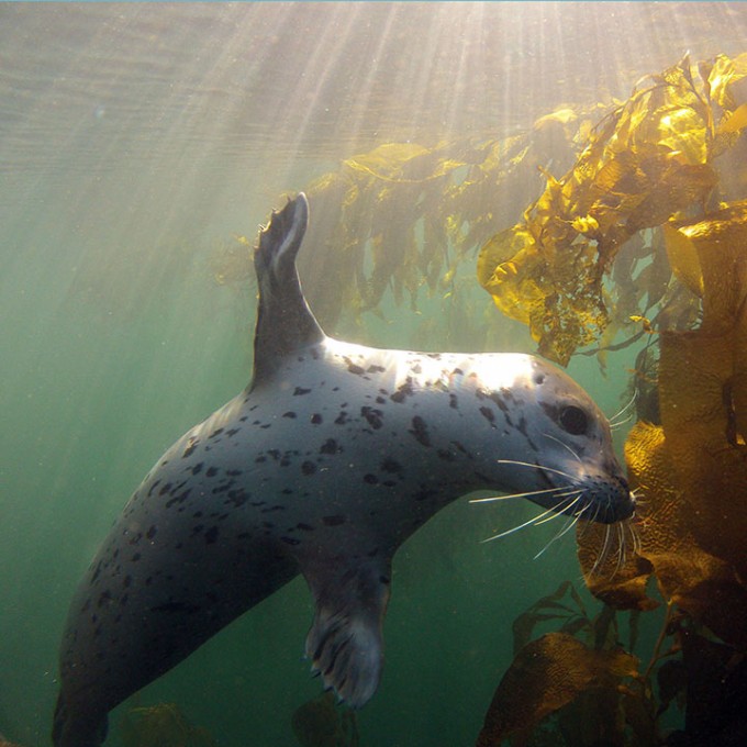 Happy Harbor Seal Friday / Boing Boing