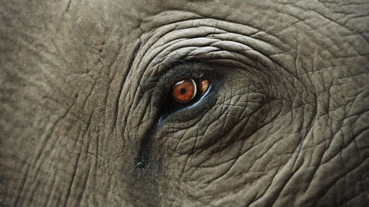 elephant-tears