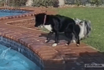 dogs-gif