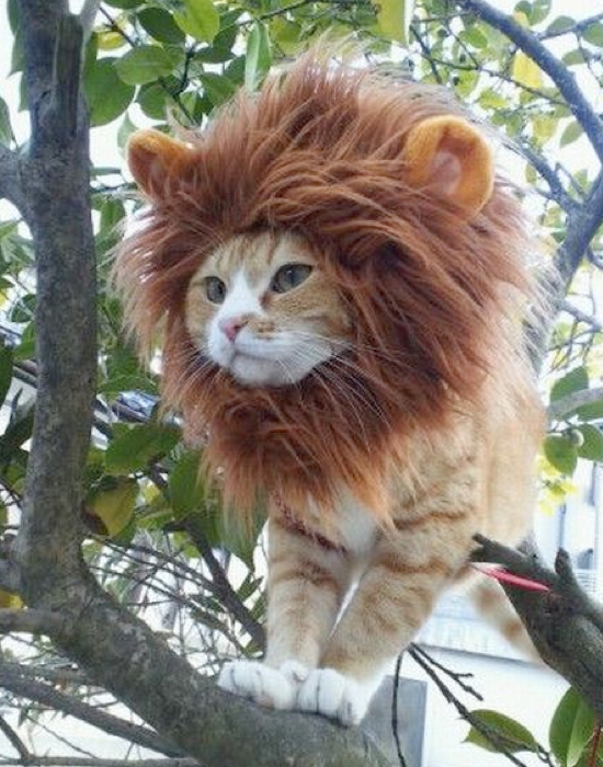 Lion-Mane-Pet-Costume.001
