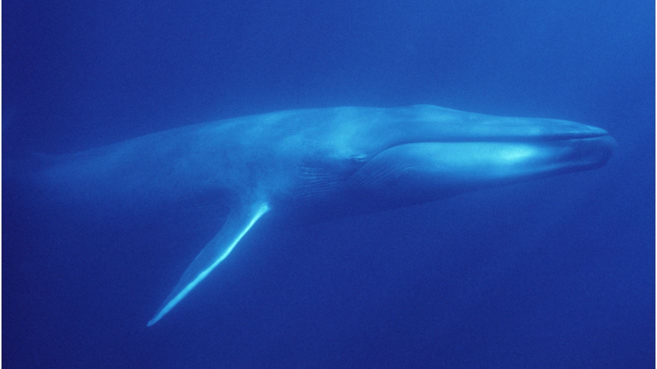 stand-up-paddler-captures-amazing-encounters-with-blue-whale-orcas