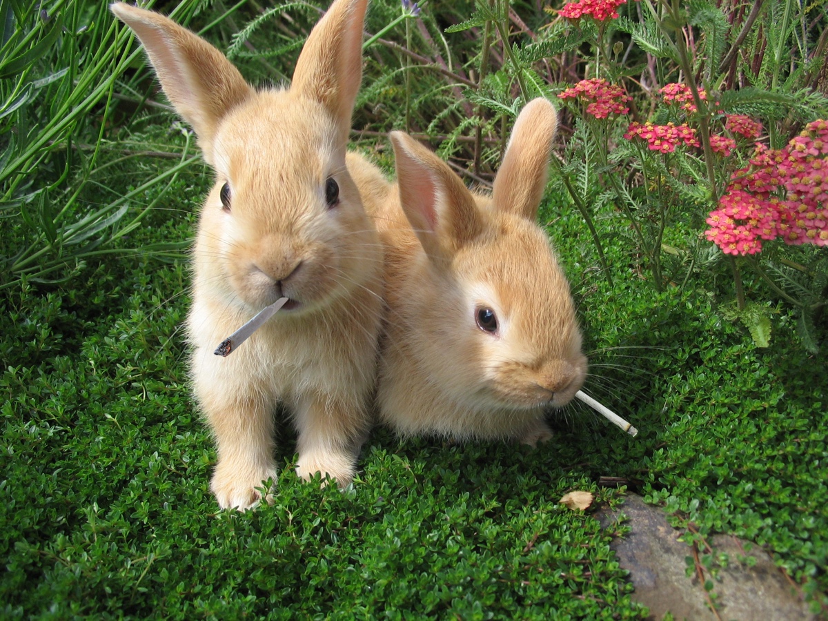 DEA: If Utah legalizes pot, rabbits (and other wildlife) will get ...
