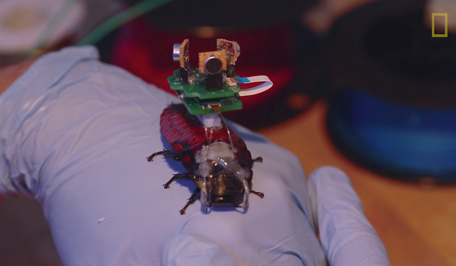 WATCH BioBots, remotecontrolled iBionic insects / Boing Boing