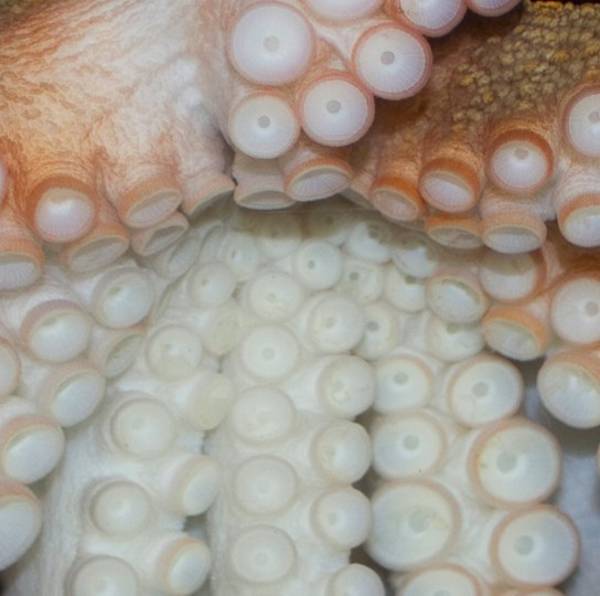 What it's like to share consciousness with an octopus / Boing Boing