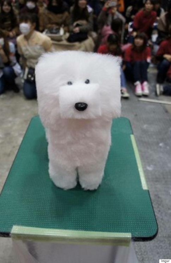 Cube-shaped dogs were all the rage at the Tokyo dog show in Japan