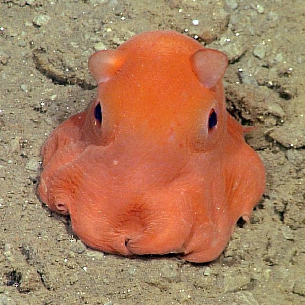 orange and black reversible octopus