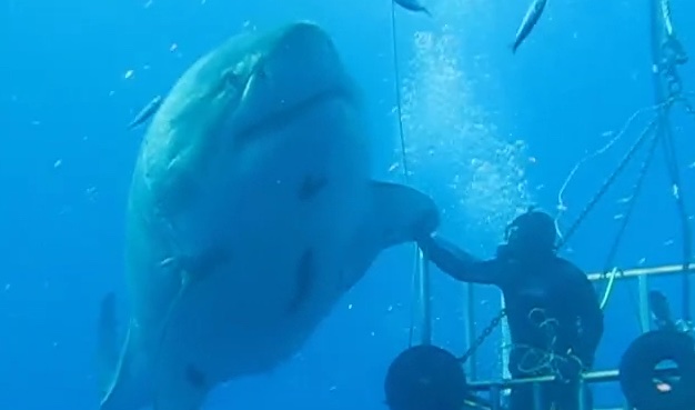 Close encounter with great white shark caught on video. Why is this ...