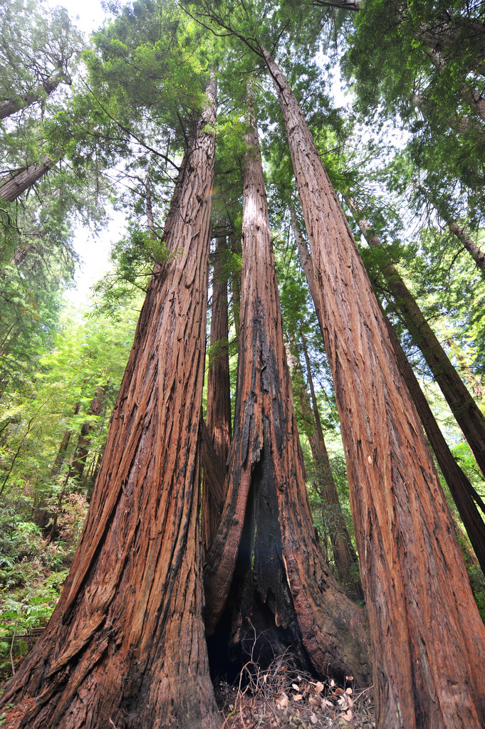 How will California's drought impact its ancient redwood forests ...