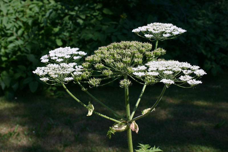 Dangerous plant that can make you go blind spotted in