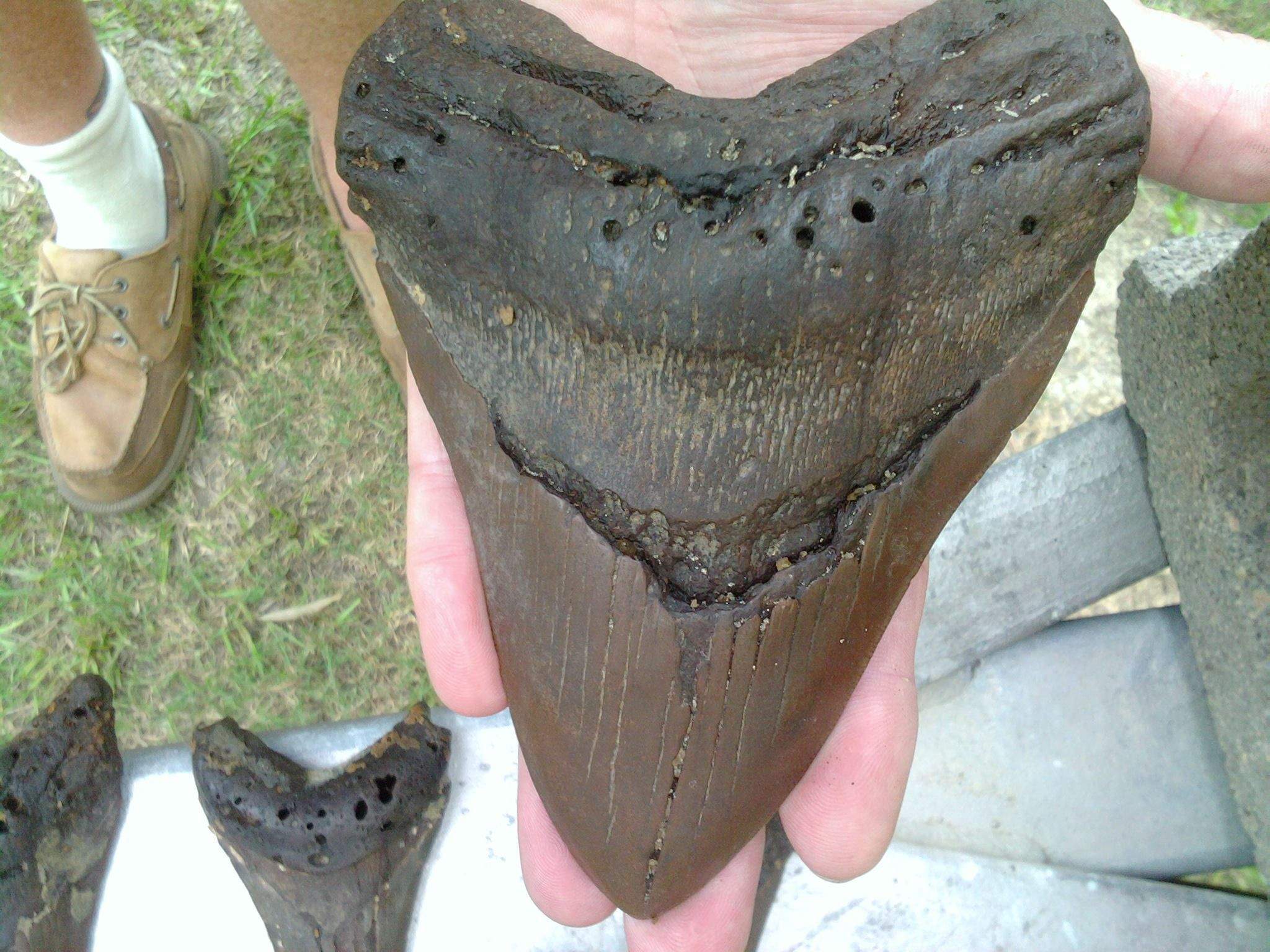 dinosaur shark tooth found