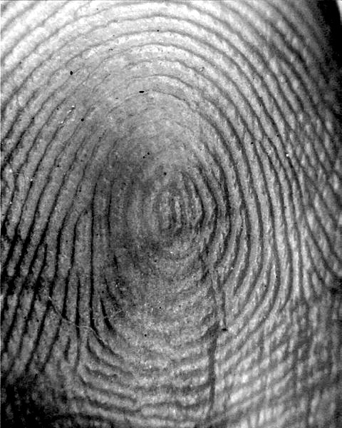 Fingerprint_-_Plain_Whorl
