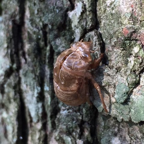 It's cicada season - hear them roar / Boing Boing