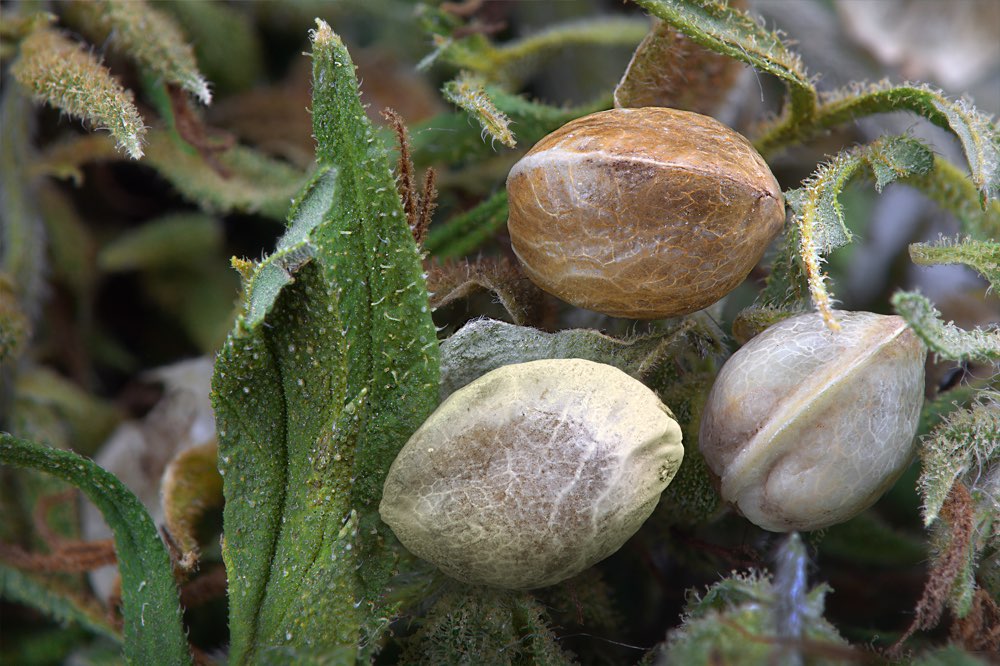 Hemp (cannabis) seeds and leaves. Shutterstock
