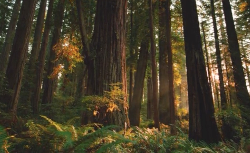 Beautiful video of the giant redwood trees of Northern 
