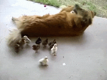 Coyote/Golden Retriever mix dog adopts 10 baby chicks  