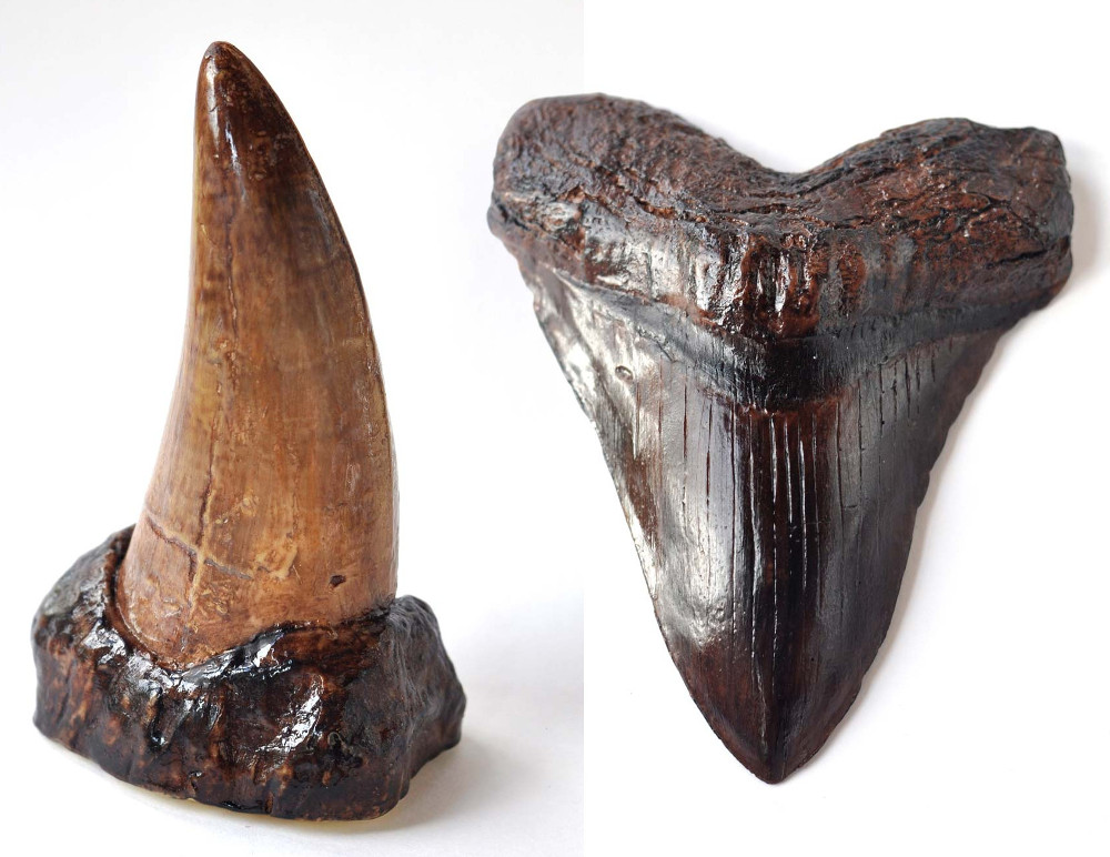Chocolate-Megalodon-tooth