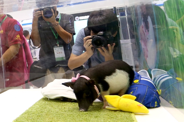 BGI showcases its micropigs at a summit in Shenzhen, China. [BGI]