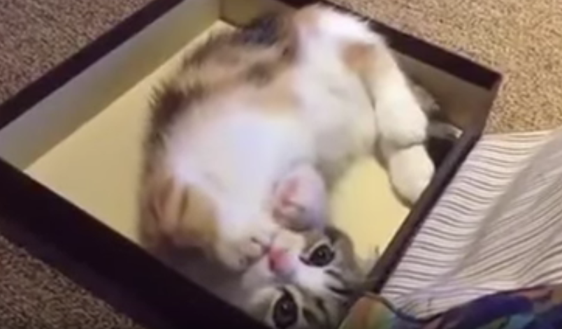 Kitten sucking his paws is the cutest thing ever, today