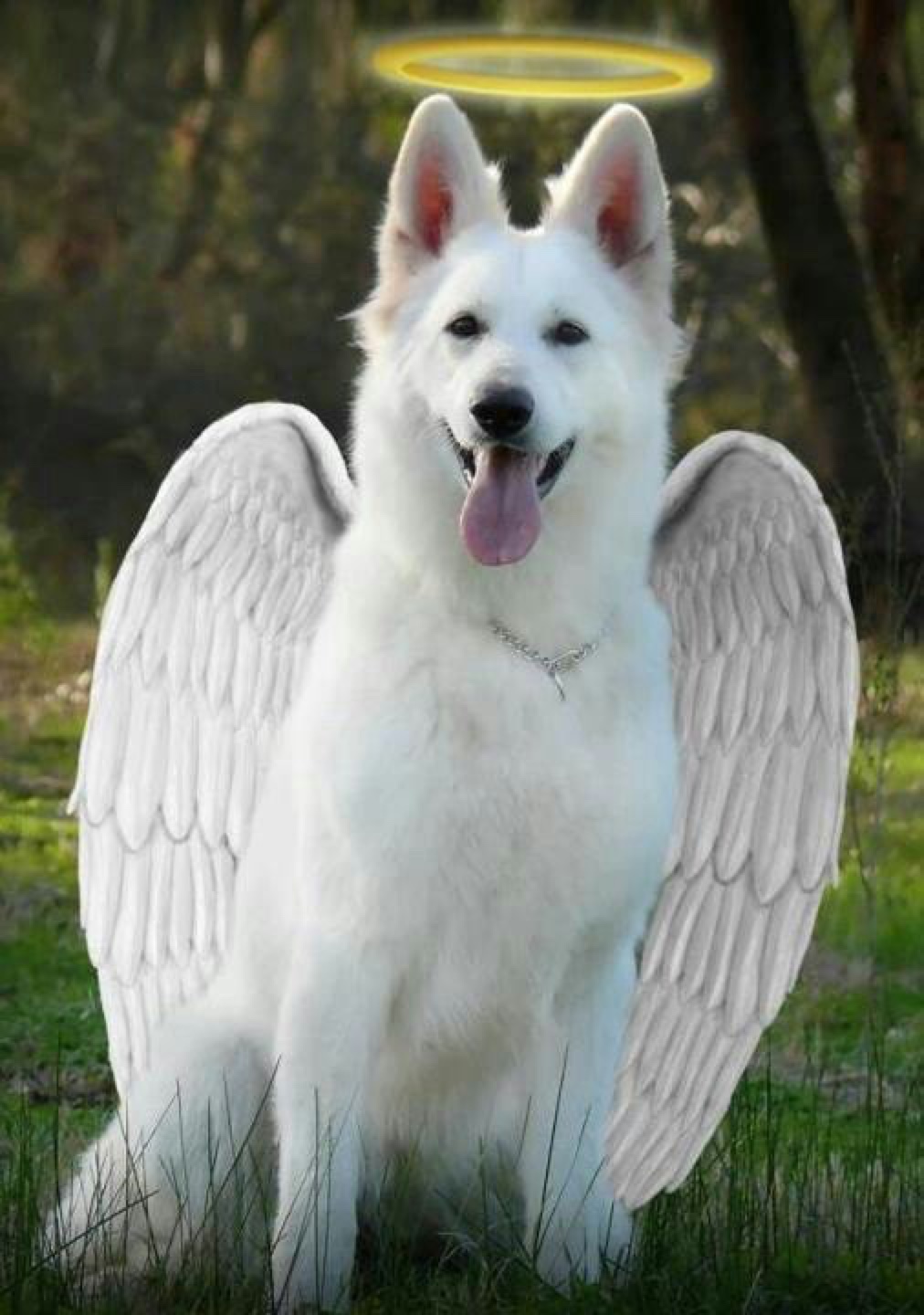 angel doll dog