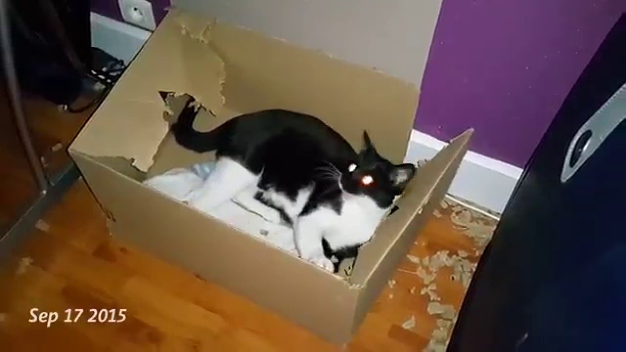 Cat Enjoys Tearing Up Cardboard Boxes Doesnt Care How Long It Takes Nope Cat Enjoys Tearing Up Cardboard Boxes Doesnt Care How Long It Takes Nope