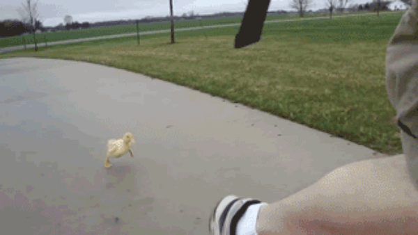 duck-chase