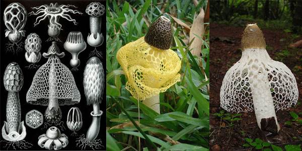 Left: Drawings of stinkhorns and their relatives (E. Haekel); Middle: Dictyophora multicolor (Diorit); Right: Dictyophora indusiatus (Halady)