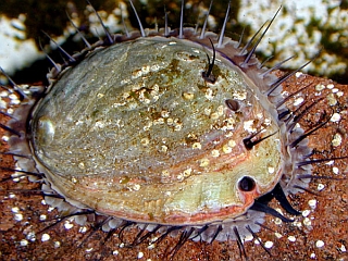 RedAbalone