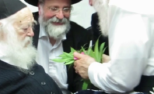 cannabis-kosher-passover14