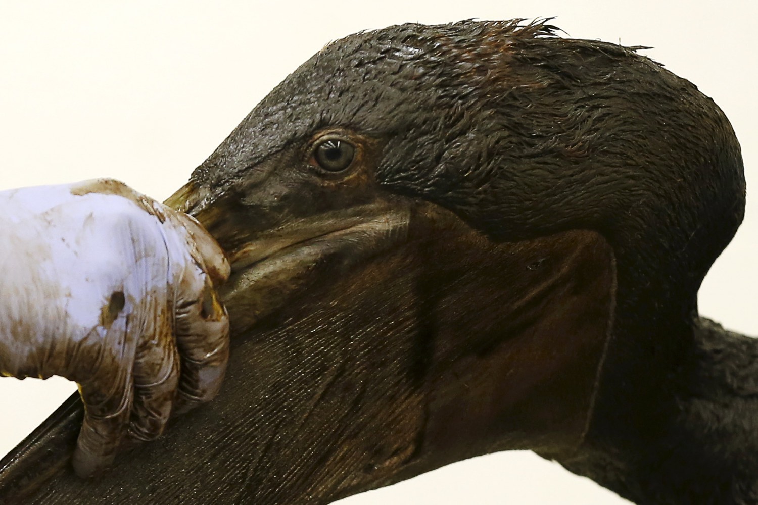 A brown pelican being cleaned of oil by a bird rescue volunteer on May 22, 2015, after thousands of gallons of oil leaked on to San Refugio State Beach and into the Pacific. REUTERS