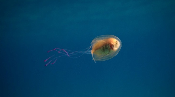 160607163521-tuim-samuel-jellyfish-2-exlarge-169