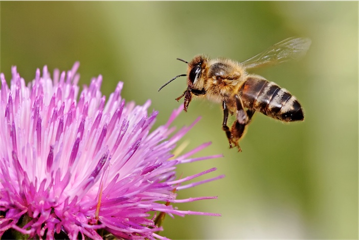 Honeybee_landing_on_milkthistle02-1