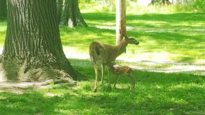 The vicious doe and fawn of Ohio