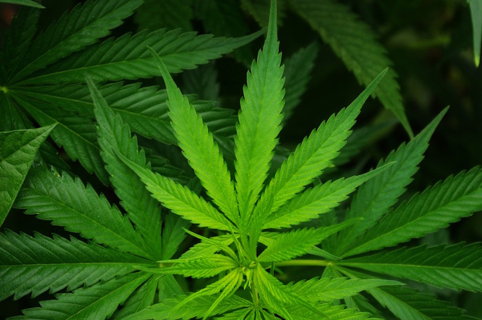 cannabis-sativa-leaf.1