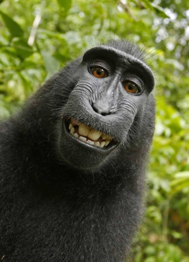Self portrait by monkey
