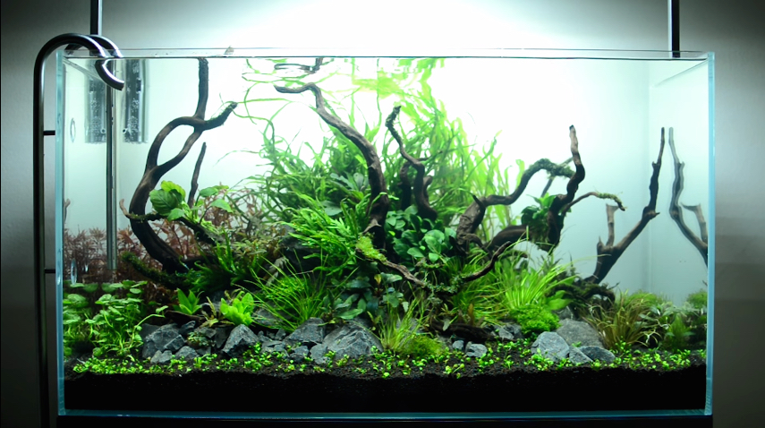 Aquascape Ideas Aquascaping Aquarium