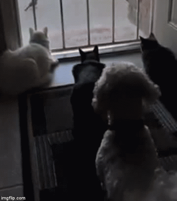 Cats watch bird, dog scares cats / Boing Boing
