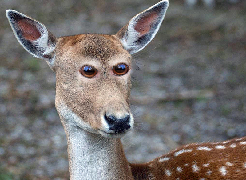 Deer. Oh dear.
