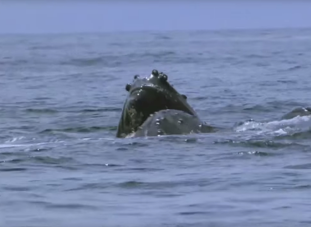 Humpback whales sure love ruining orcas' hunting / Boing Boing