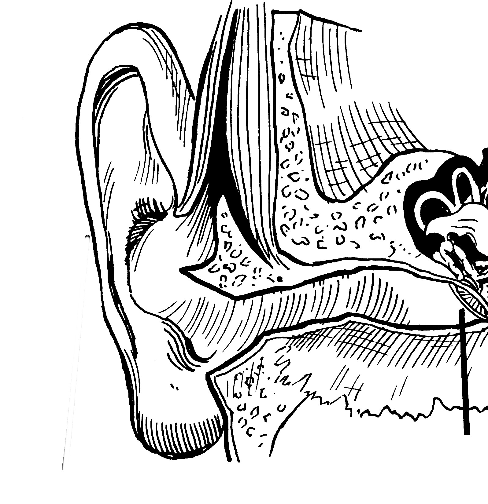 ear_e-2_psf-png
