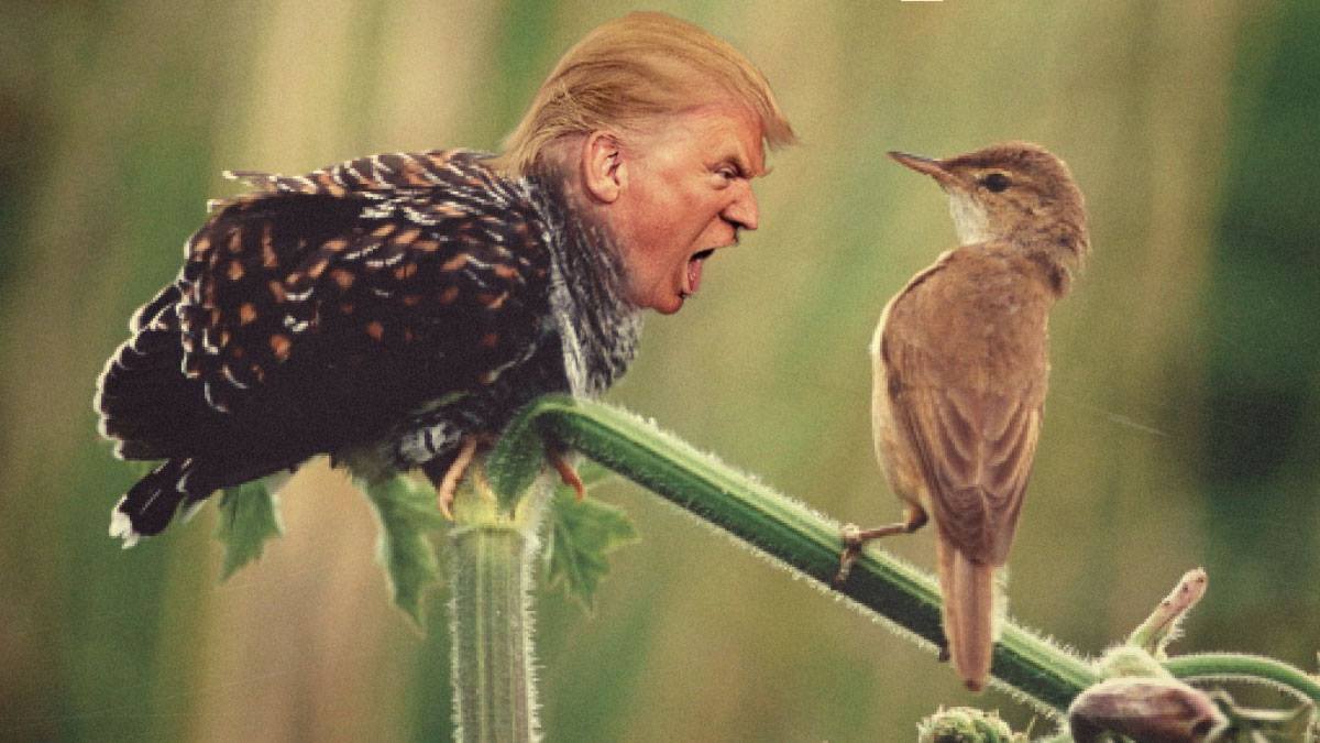 trump yelling at a bird