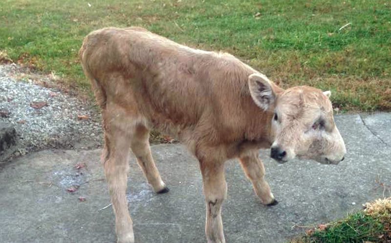 0_CATERS_TWO_FACED_CALF_WALKING_01-800x498