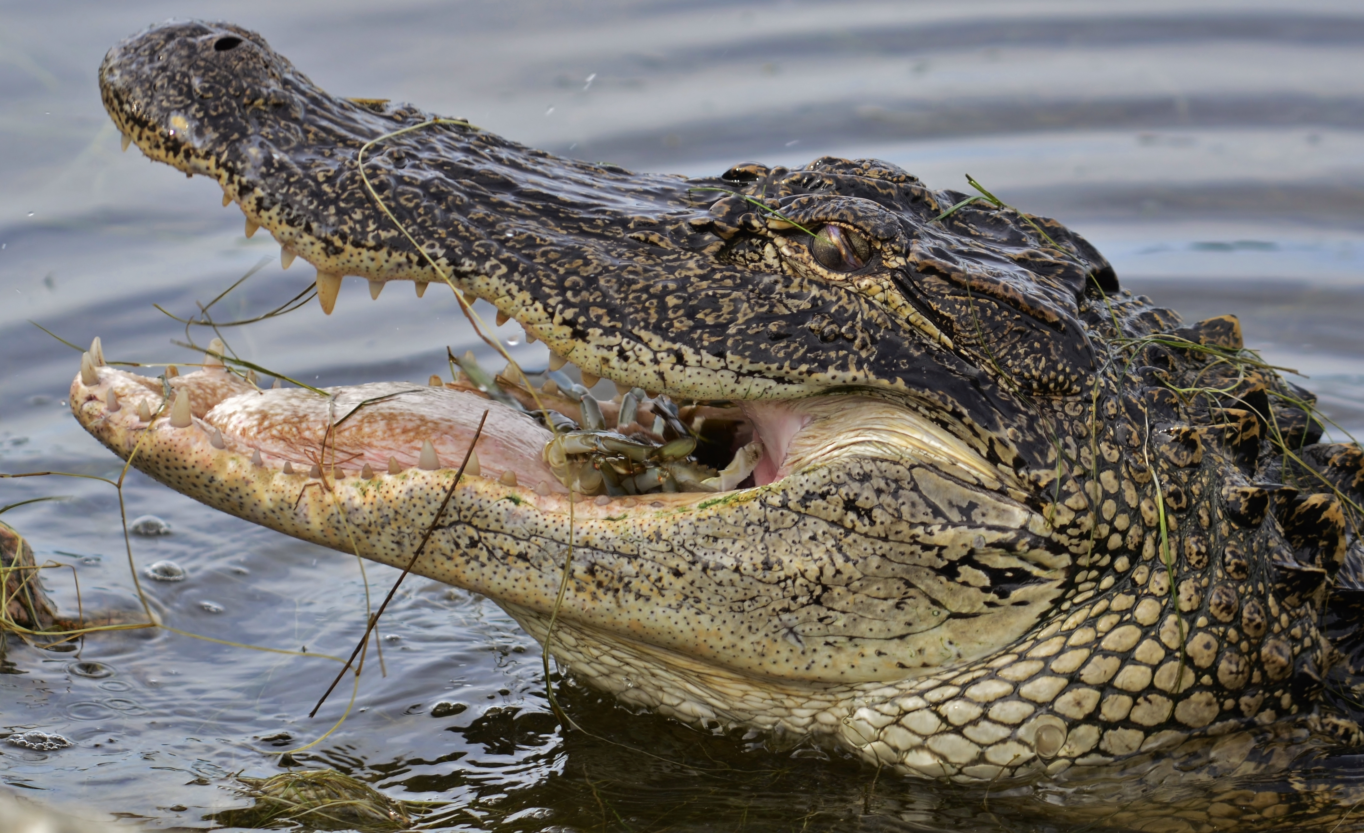 american_alligator_eating_crab