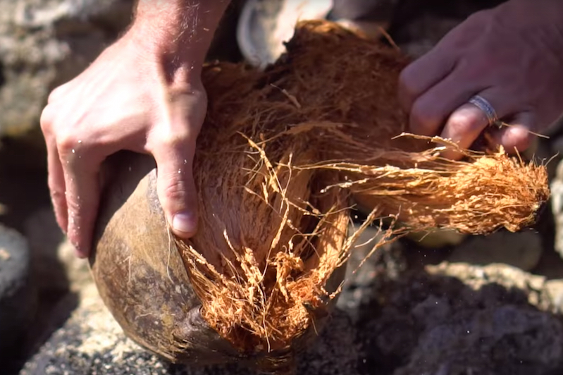 How To Bust A Coconut Open Like A Boss Boing Boing