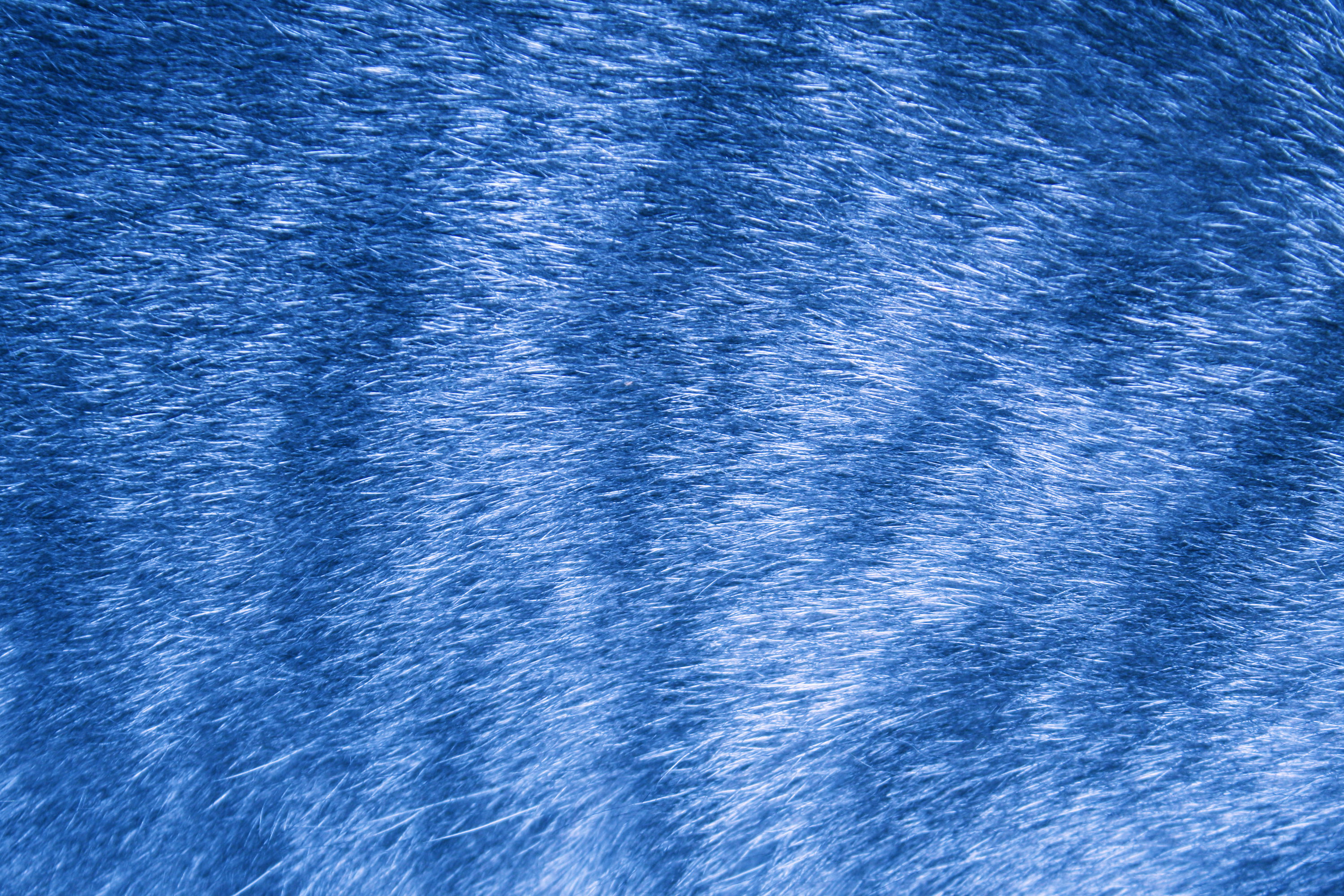 sky-blue-tabby-fur-texture
