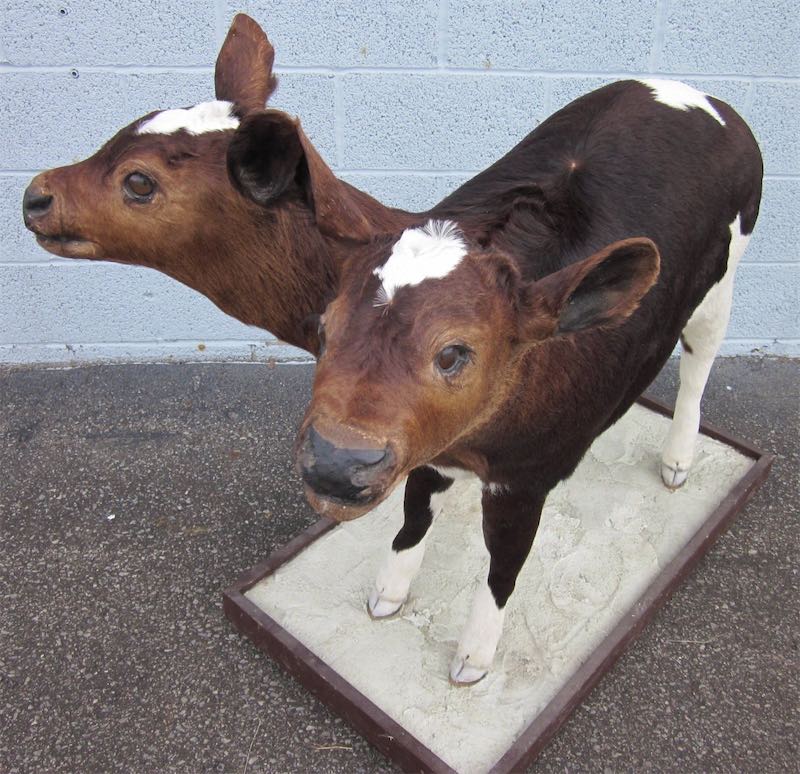 Own Your Own Two headed Calf Taxidermy Boing Boing