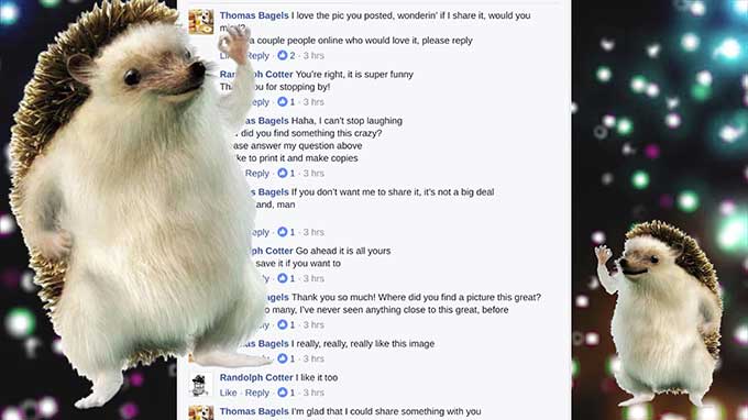 Guy makes great song from a Facebook conversation about a hedgehog image / Boing Boing