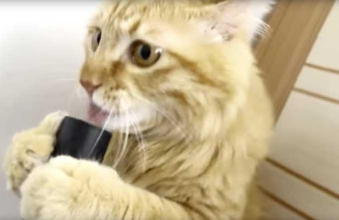 Cat Enjoys Licking Air Going Into Vacuum Boing Boing 